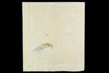 Cretaceous Fossil Shrimp - Lebanon #110855-1